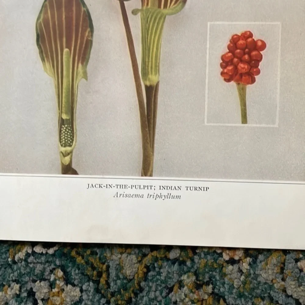 Botanical Plant Print Original Jack in The Pulpit plant